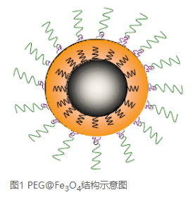 PEG修饰四氧化三铁磁性纳米颗粒