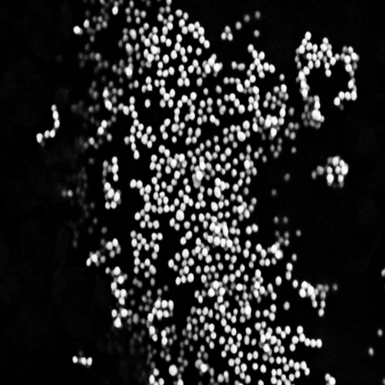 油溶性金纳米颗粒（5-200nm）